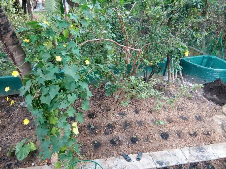 Bhitey Homestay Simantapally / Shantiniketan Kültér fotó